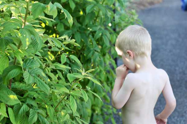 A child picking raspberries