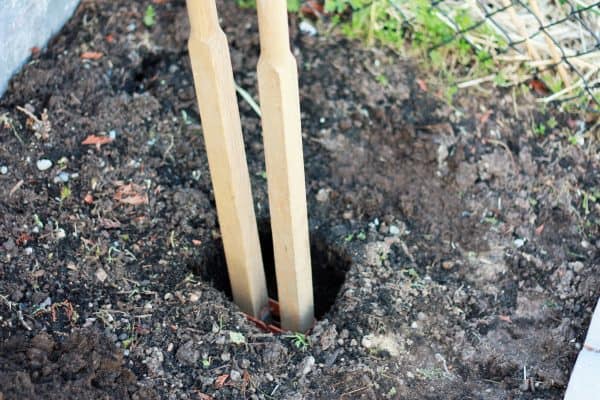 A post hold digger making a hole for raspberry supports