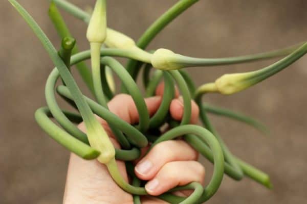 a handful of garlic scapes 