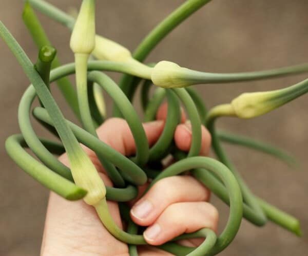 a hand holding garlic scapes