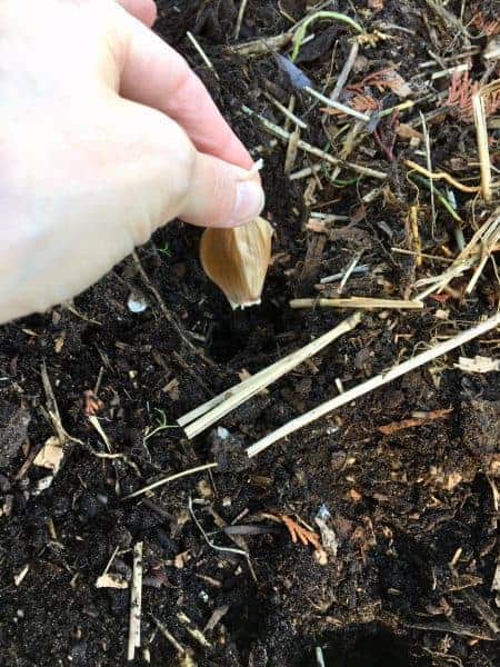 planting a clove of garlic in the soil