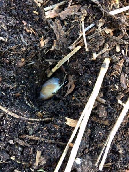 a clove of garlic in the soil of a raised bed