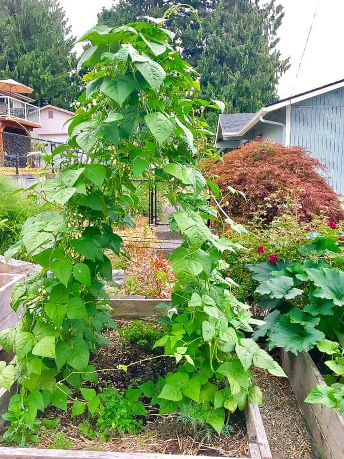 A DIY trellis covered in green bean vines