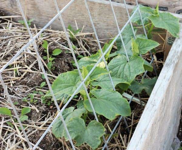 cucumbers with a garden trellis in a planting box