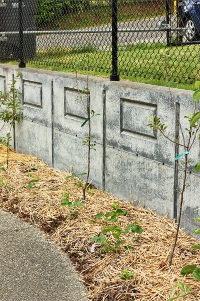 Thinning and Replanting Strawberry Plants