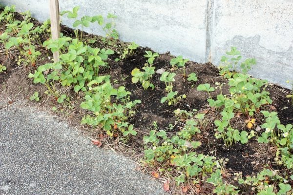 thinning and replanting strawberry plants
