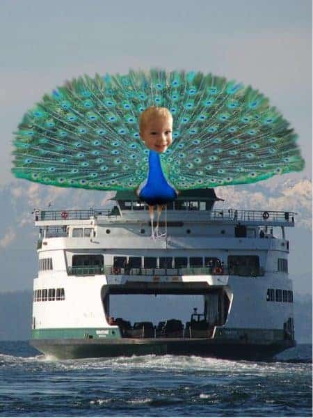 boy peacock on a ferry boat