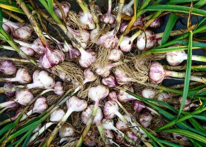 A pile of garlic stalks