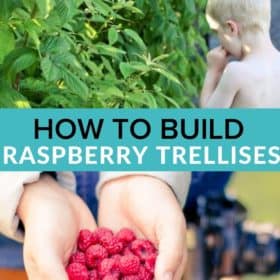 a child in front of raspberry plants