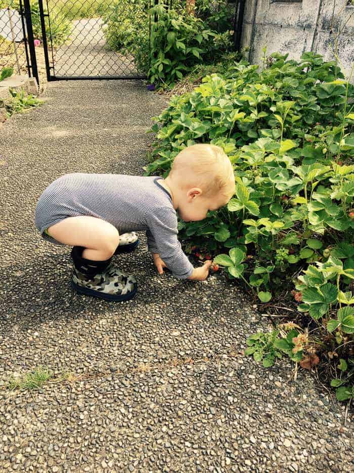 A baby in boots picking strawberries