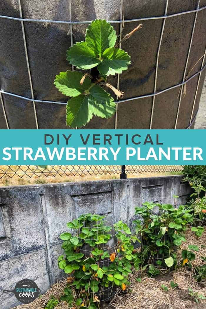 Vertical Strawberry Planter {DIY Strawberry Tower} Sustainable Cooks