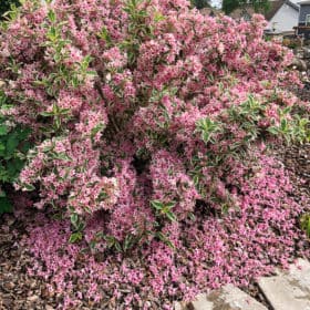 a pink and green flowering bush with petals on the ground