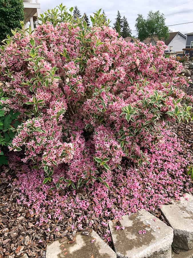 a pink and green flowering bush with lots of petals on the ground