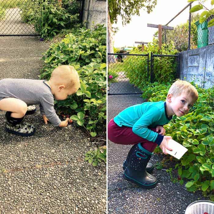 2 photos of a little boy picking strawberries