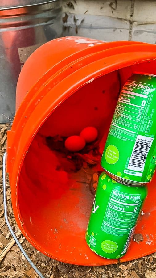 2 eggs in an orange bucket