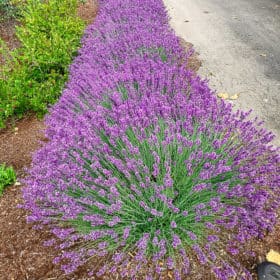 a large row of lavender bushes