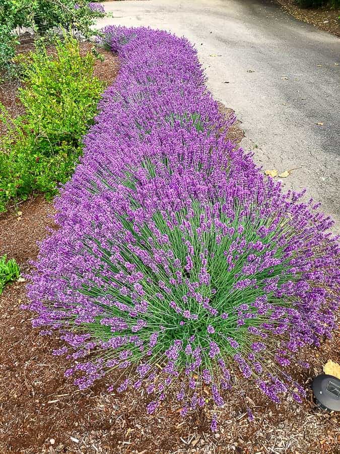 a large row of lavender bushes