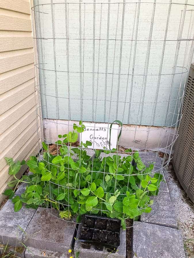 a small garden with pea plants