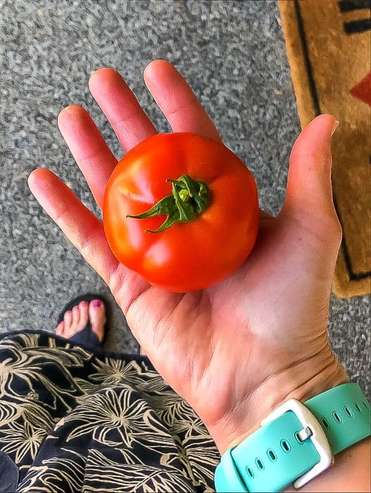 a red tomato in a hand