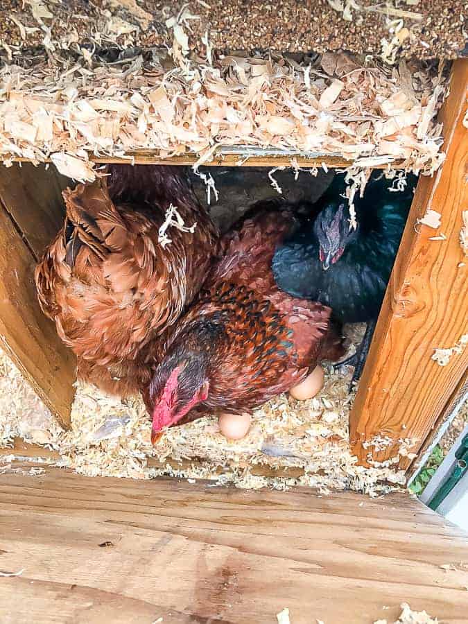 3 chickens in a wooden box full of shavings