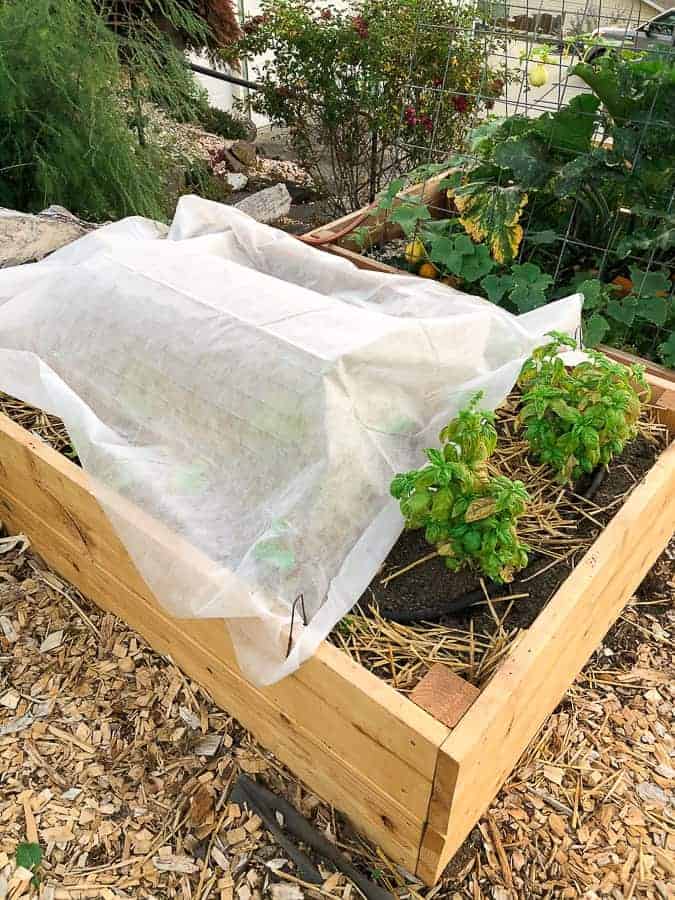 a wooden planting box covered with a white sheet