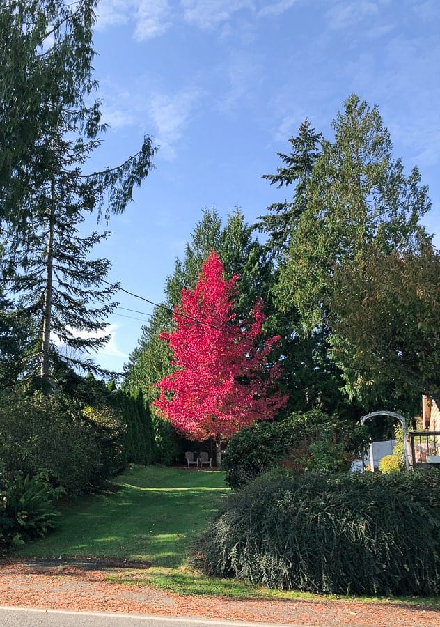 a bright red tree