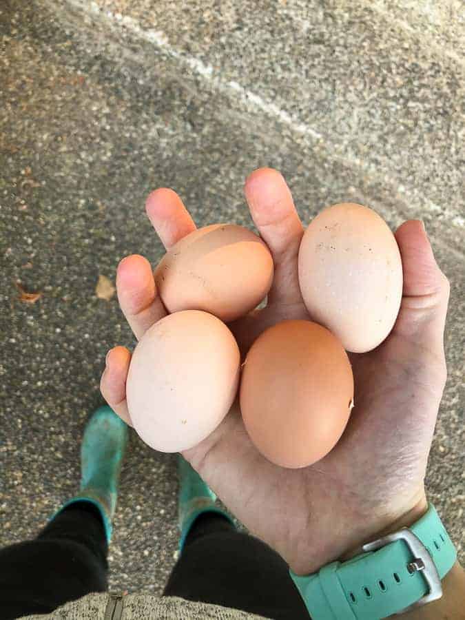 a hand holding 4 eggs