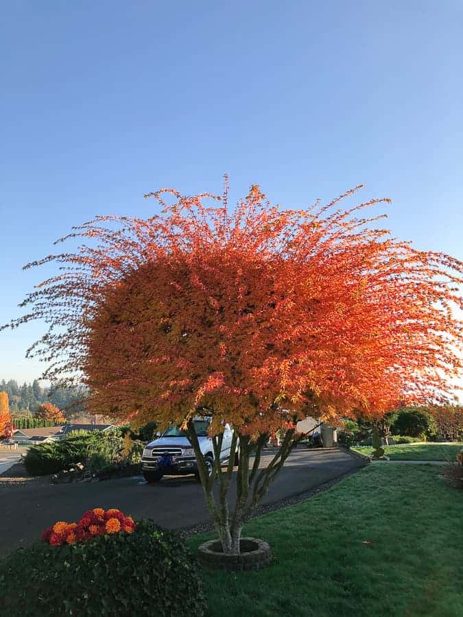 a red tree