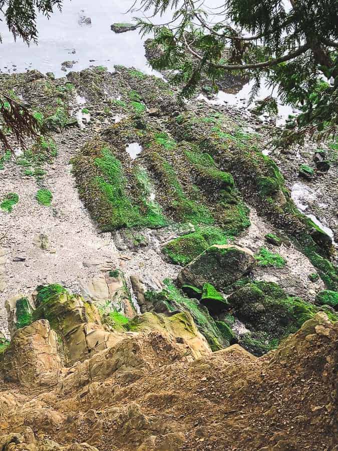 moss on rocks on the beach