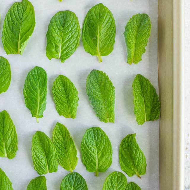 Freezing Mint {How to Freeze Mint 4 Ways} Sustainable Cooks