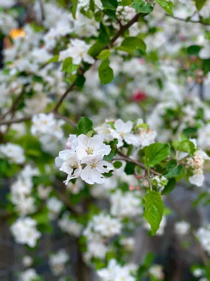 white apple blossoms
