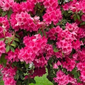 pink blossoms on a rhodendrum bush