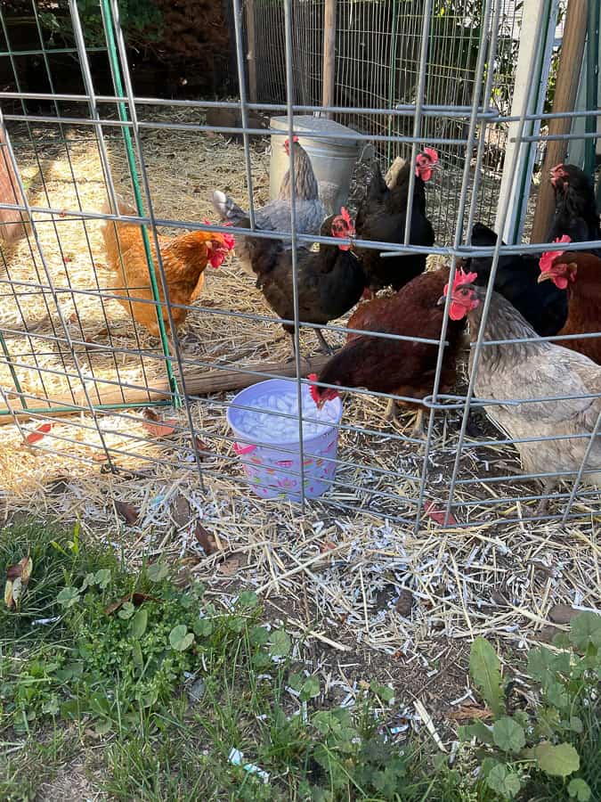 chickens drinking from an Easter bucket full of ice water