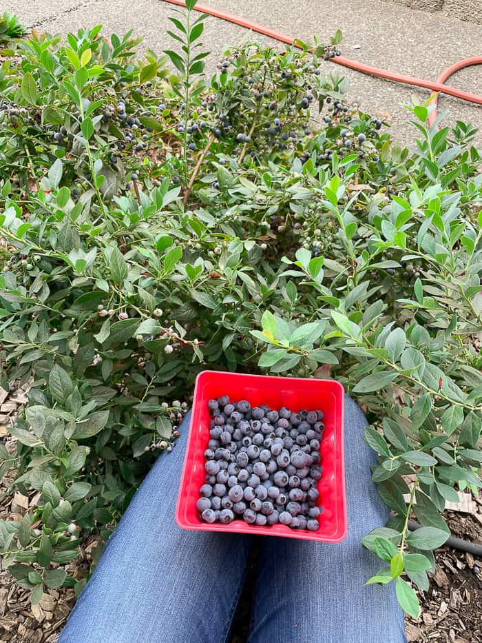 a red basket full of blueberries on a lap