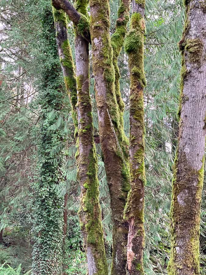 trees covered in moss