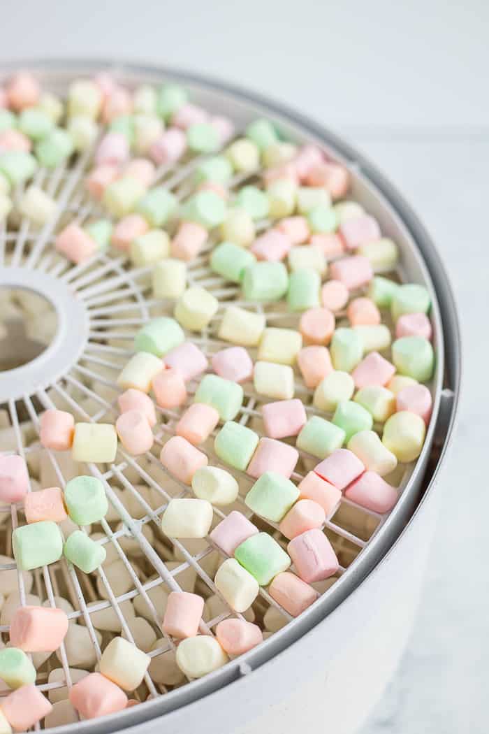 dried mini marshmallows on a dehydrator tray
