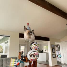 cat balloons in a living room
