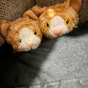 2 stuffed kitties