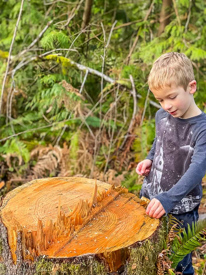 a boy next to a tree stump