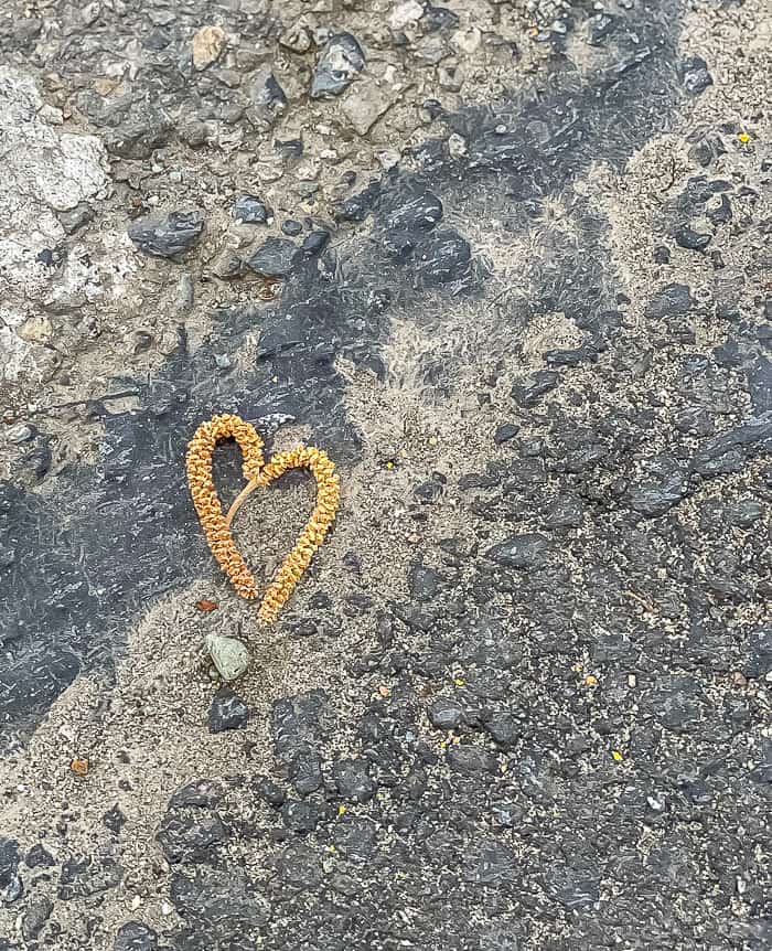 a heart made out of tree litter