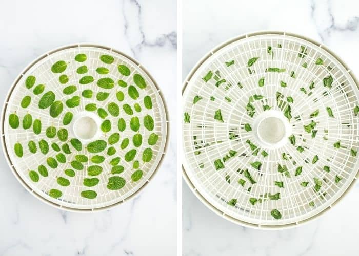 two photos showing mint leaves on dehydrator trays.