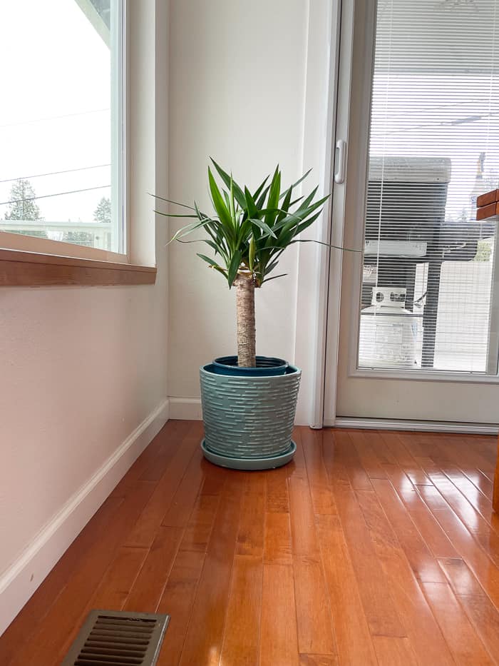 a plant in a teal planter on shiny wood floors.
