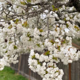 white flowering fruit tree