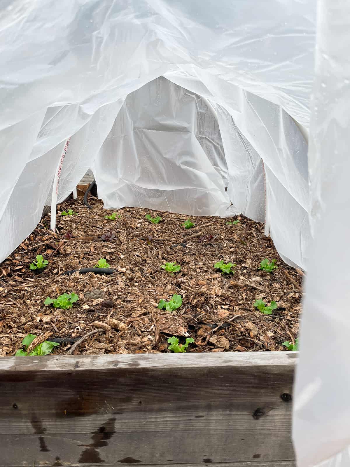 lettuce in a raised bed covered by plasti