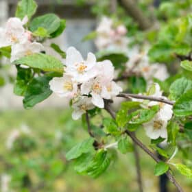 apple blossoms on a tree