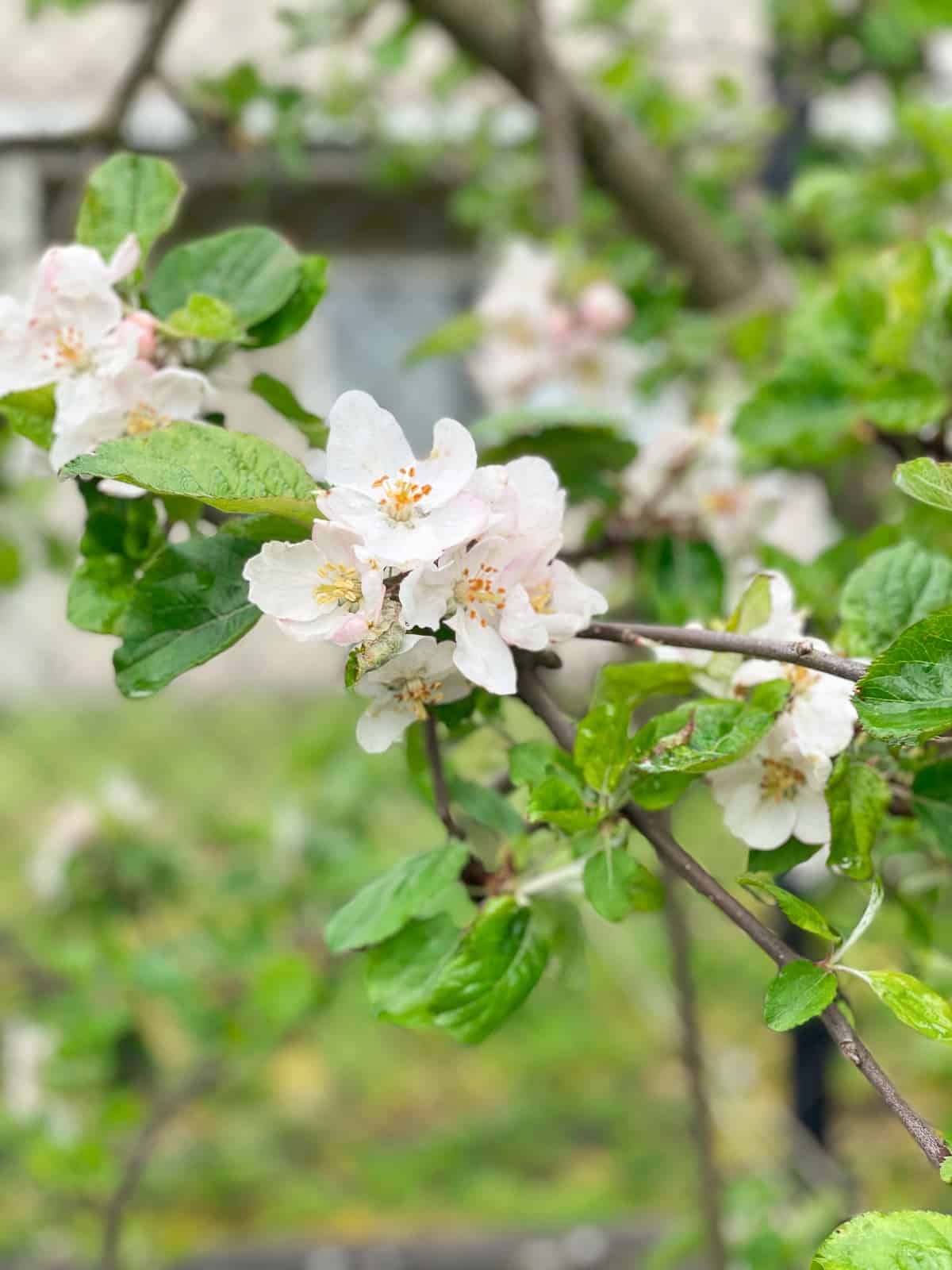 apple blossoms on a tree