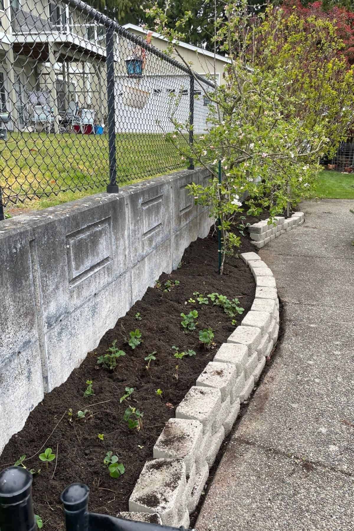 a planting bed lined with pavers