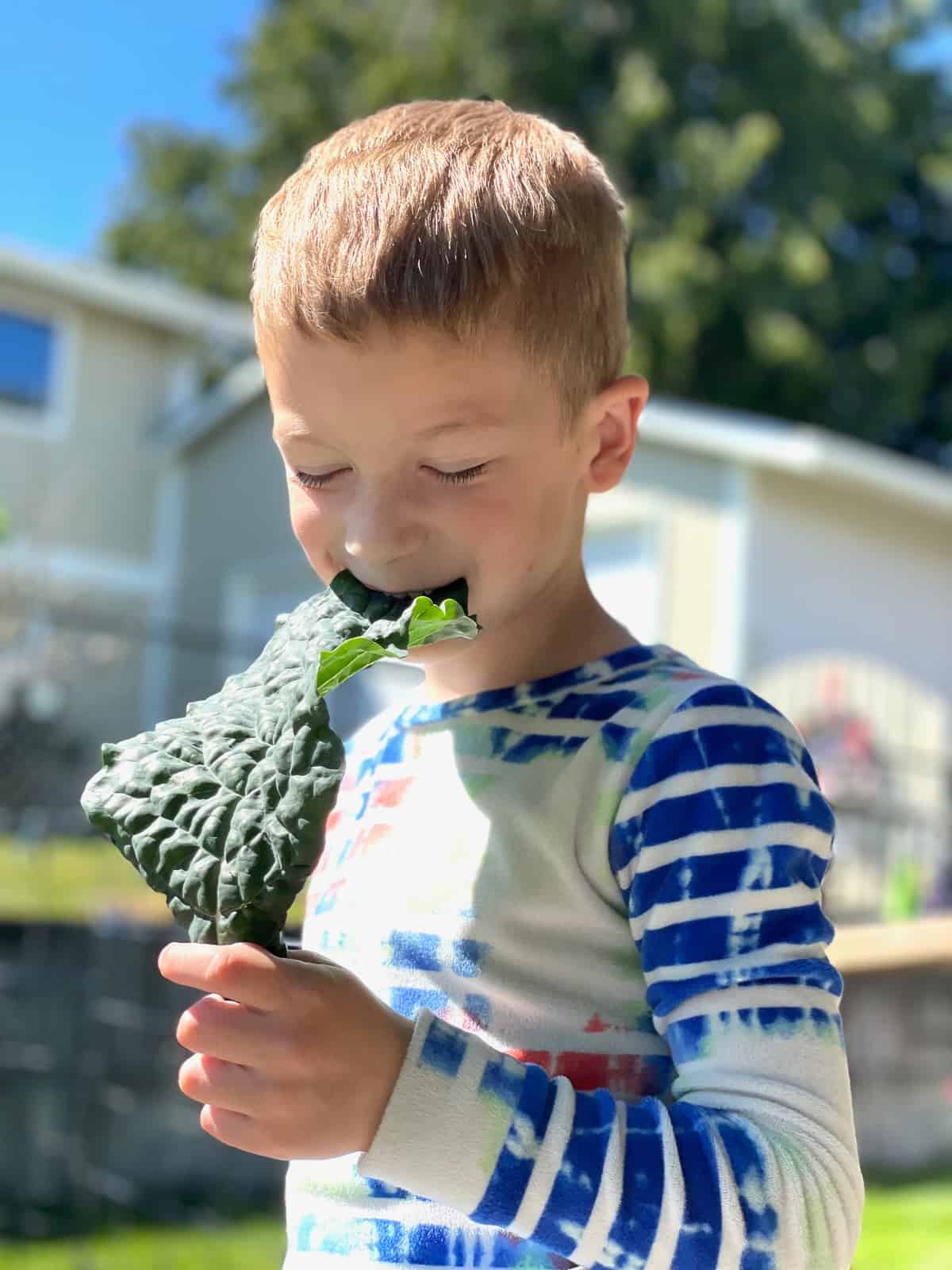 a kid eating a piece of kale.