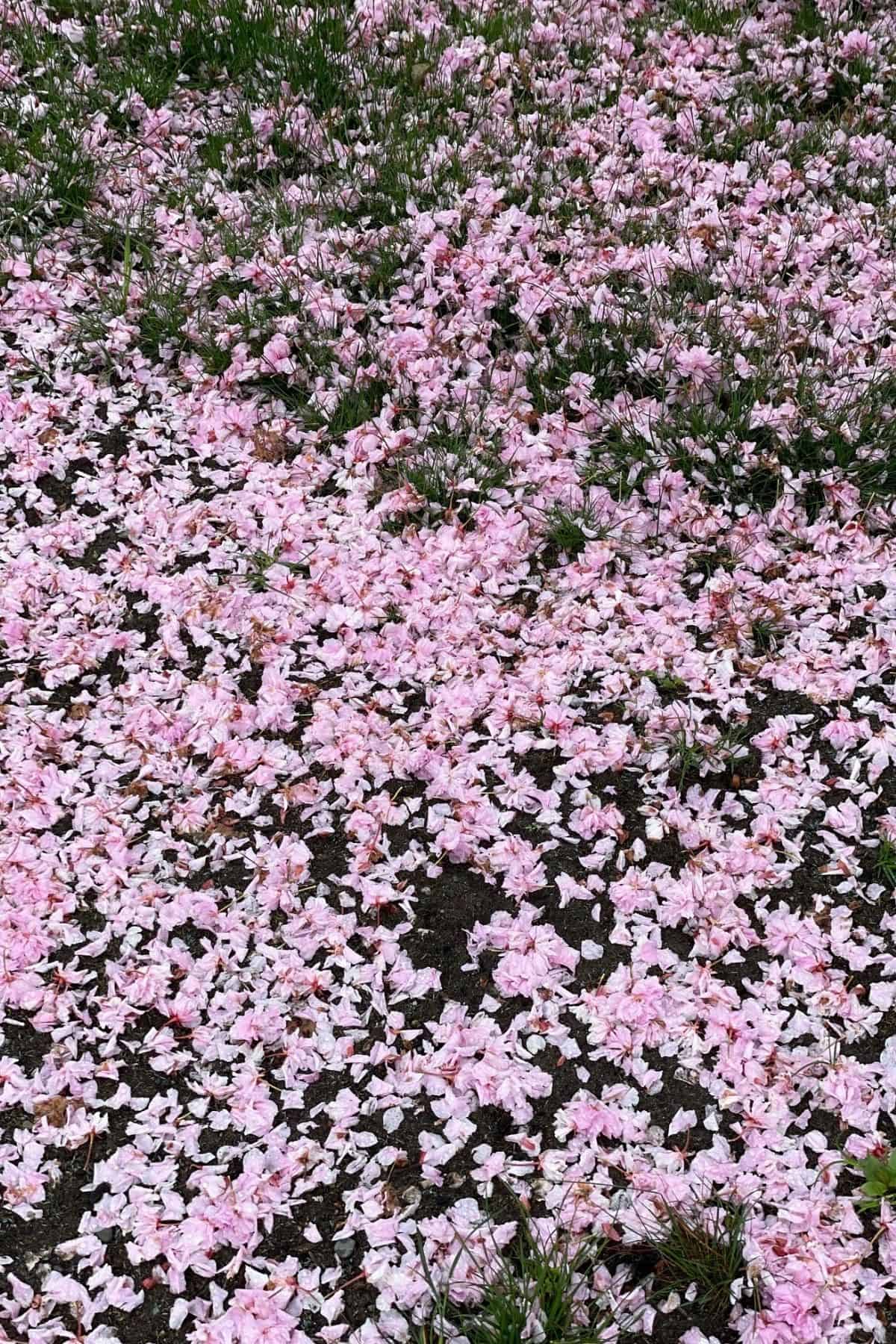 pink flowers on a ground.