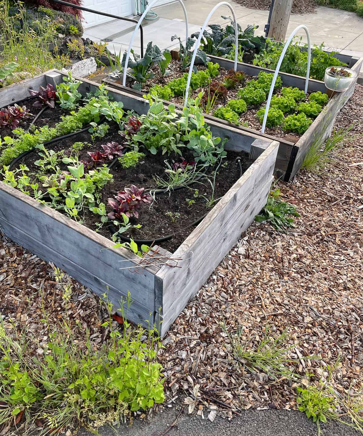 3 garden beds with plants in them.